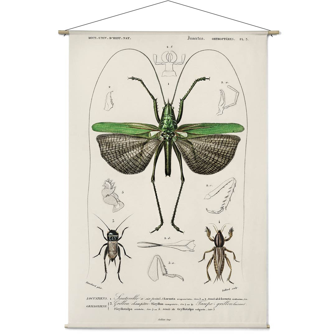 Naturalis Unlimited wanddoek Locusta sexpunctata, Charles Dessalines D Orbigny 120 x 180 cm-7438254526534-32