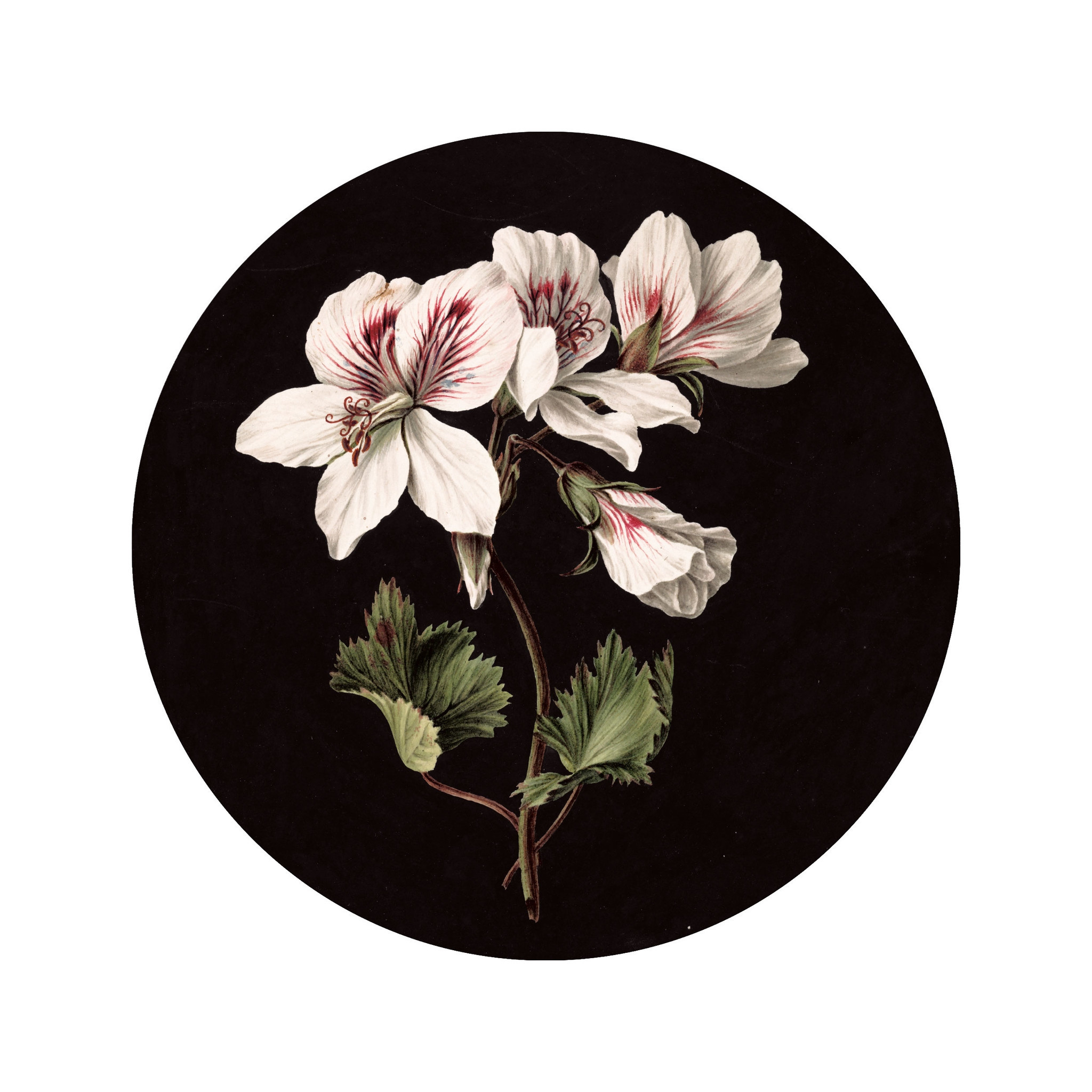 KEK Wallpaper Circle, White Flowers diameter van 142,5-8719743888340-38