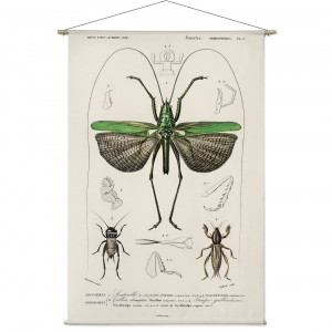 Naturalis Unlimited wanddoek Locusta sexpunctata, Charles Dessalines D Orbigny 120 x 180 cm-7438254526534-20