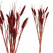 PTMD droogbloemen pink dwarf fountain grass-8720014323705-06
