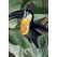 KEK Amsterdam Behang Botanical Birds, Zwart-8719743886681-03