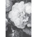 Kek Amsterdam Behang Golden Age Flowers 194.8x280cm-8719743886889-03